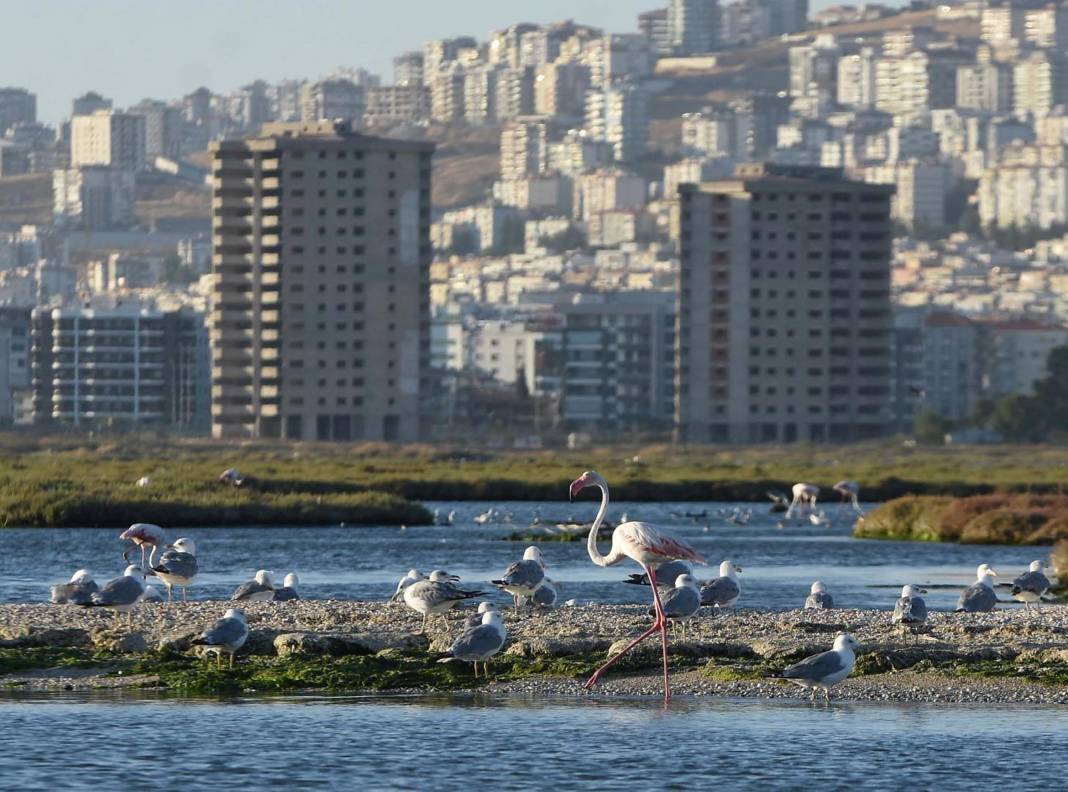 301 kuş türü tespit edilen Gediz Deltası'na tekne turu 6